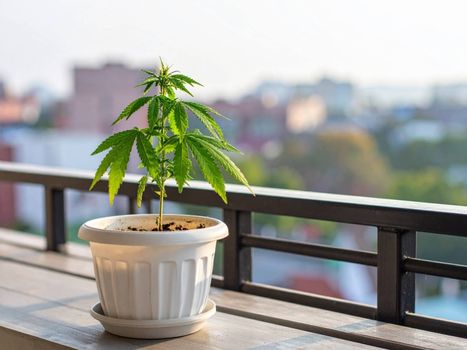 Eine kleine Cannabis-Pflanze auf einem Balkon.
