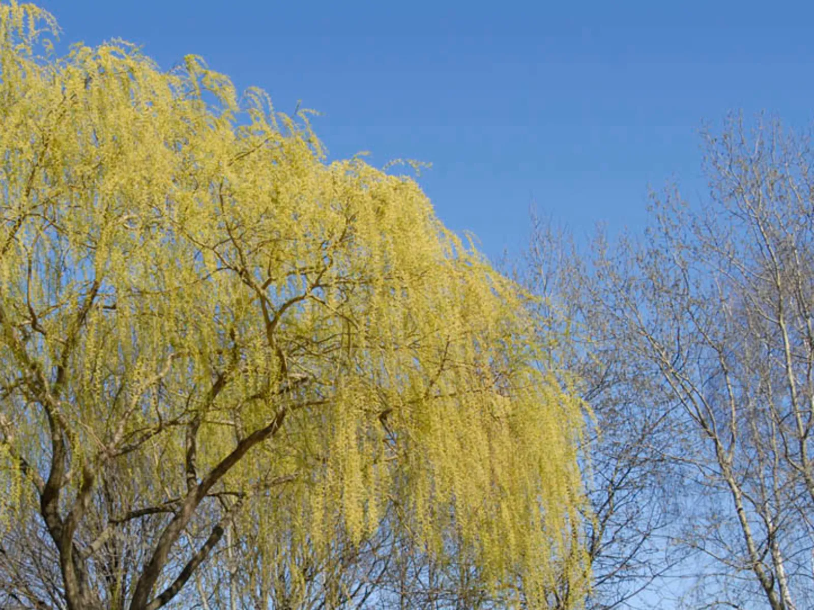 Bäume vor blauem Himmel