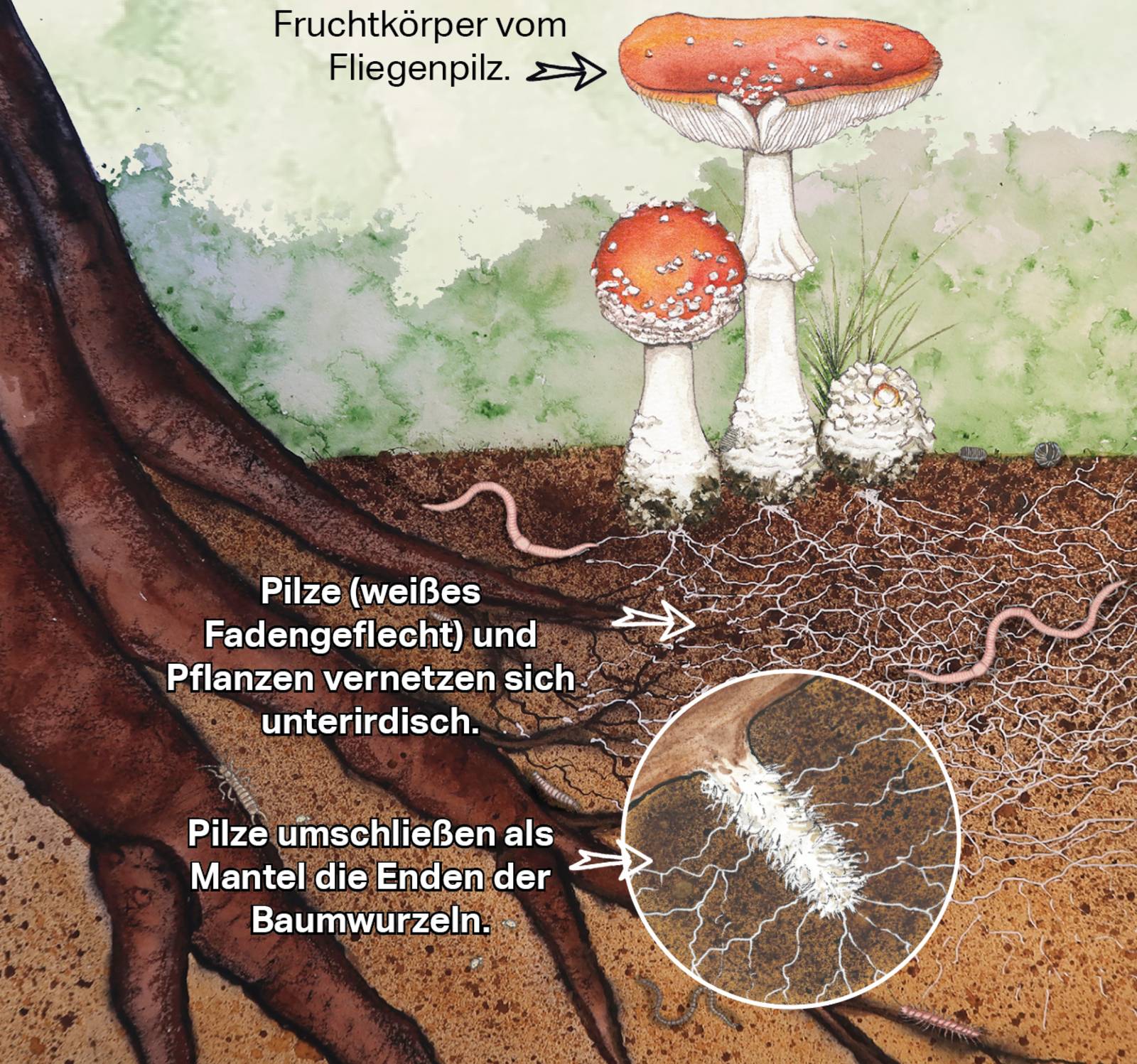 Zeichnung von Pilzen und Pflanzen, die durch Wurzelgeflecht miteinander verbunden sind.