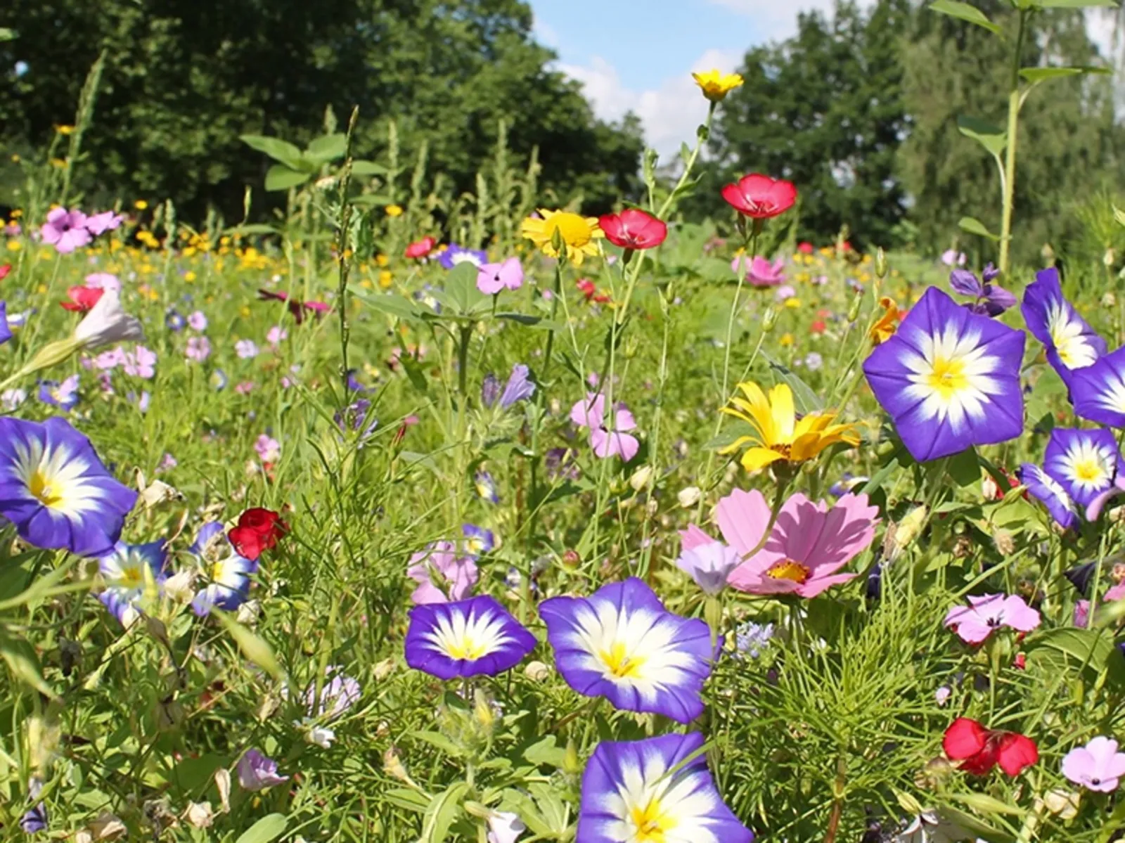 Viele verschiedene, wilde Pflanzen blühen auf einer Wiese.
