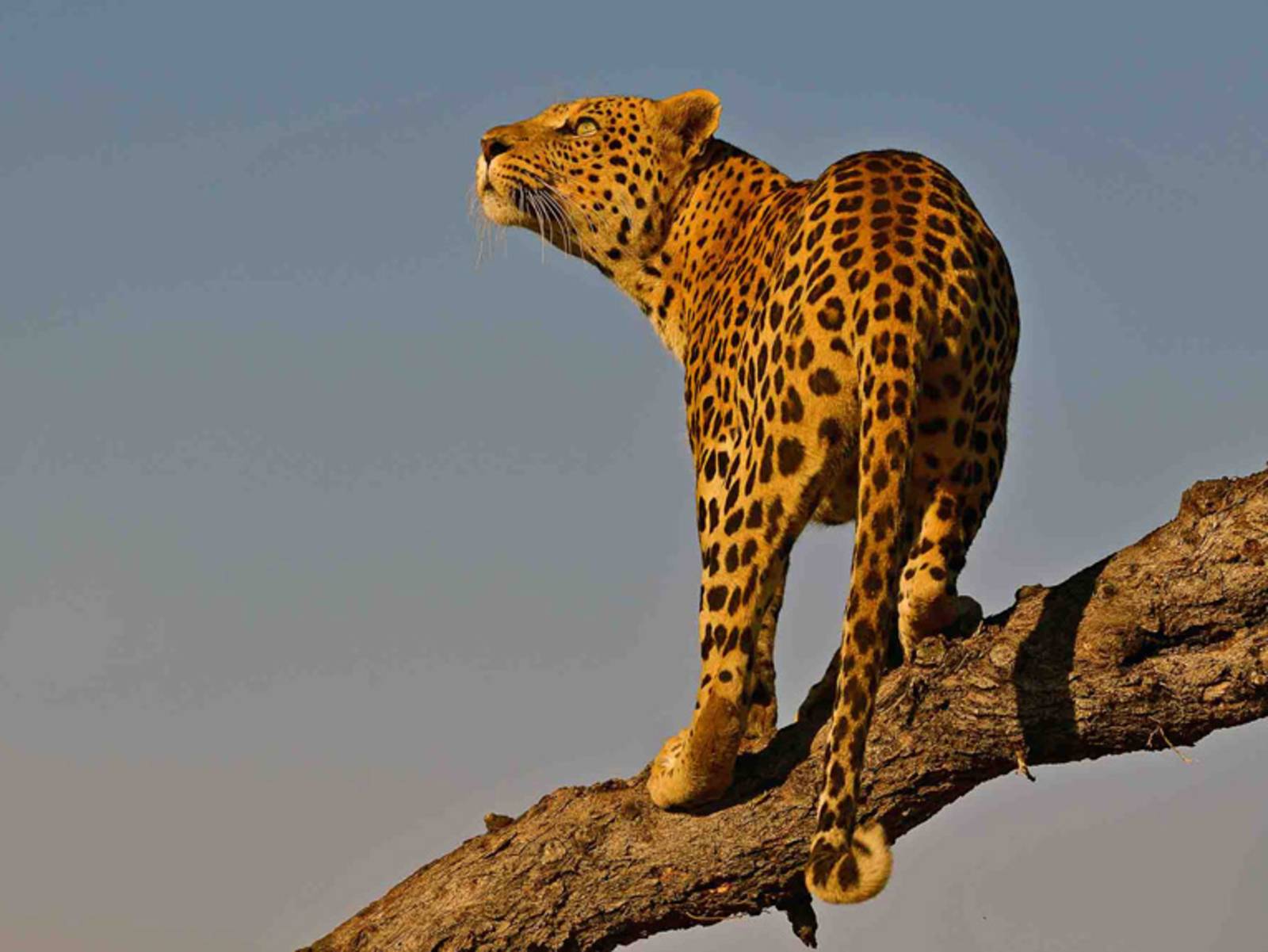 Ein Leopard auf einem Baum in Namibia