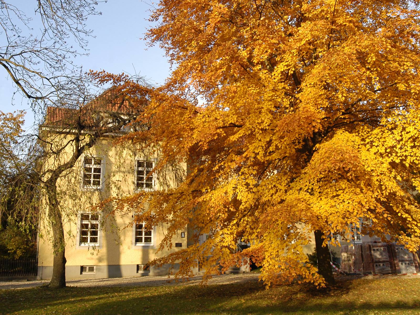 Laubbaum im Herbst in einer parkähnlichen Umgebung. Im Hintergrund ist die Seitenansicht eines Gebäudes zu sehen, welches eine gelbe Fassade hat.