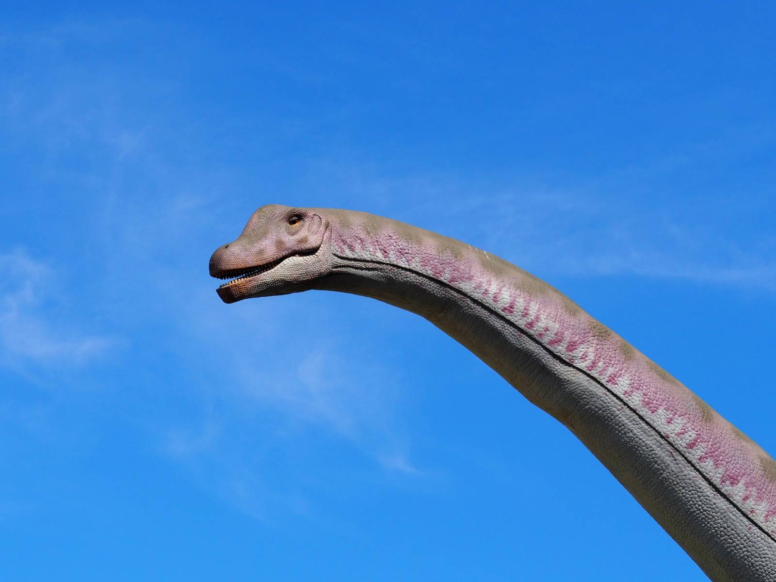 Vor blauem Himmel ragt der kleine Kopf eines Dinosauriers mit sehr langem Hals über dem Betrachter.