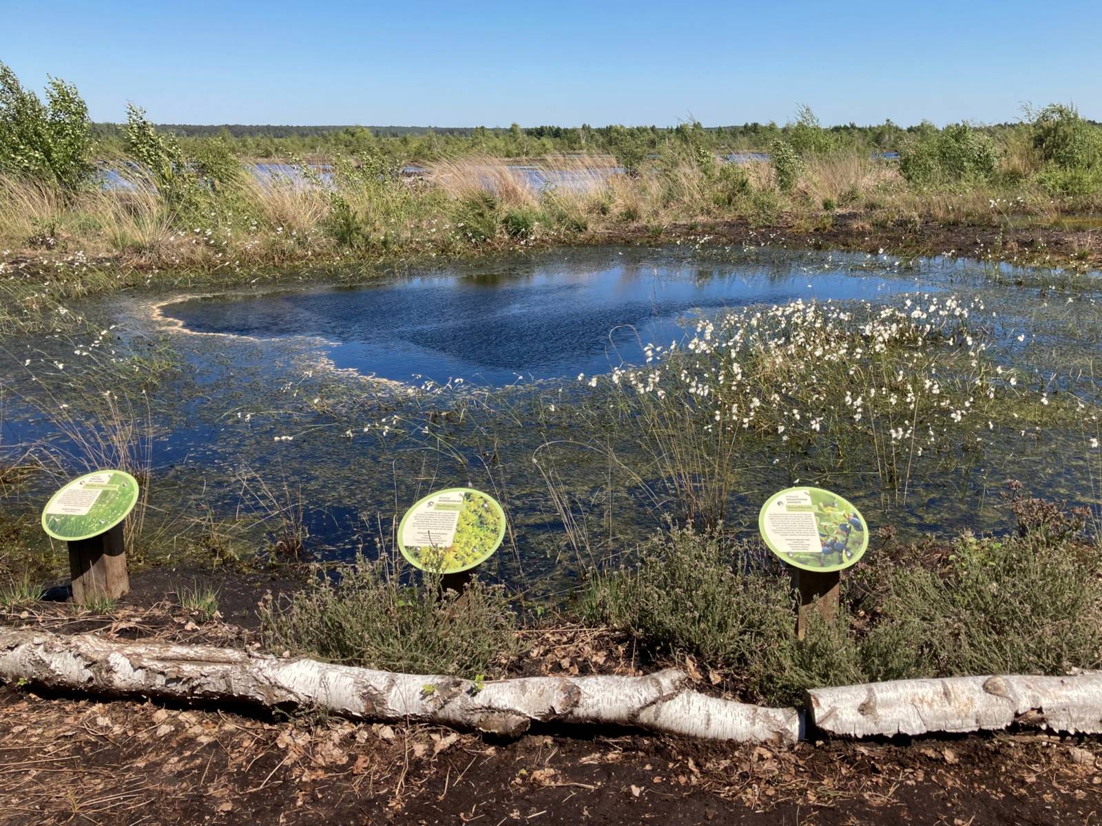Blick auf nasse Bereiche im Toten Moor, am Rand stehen Tafeln mit Infos.