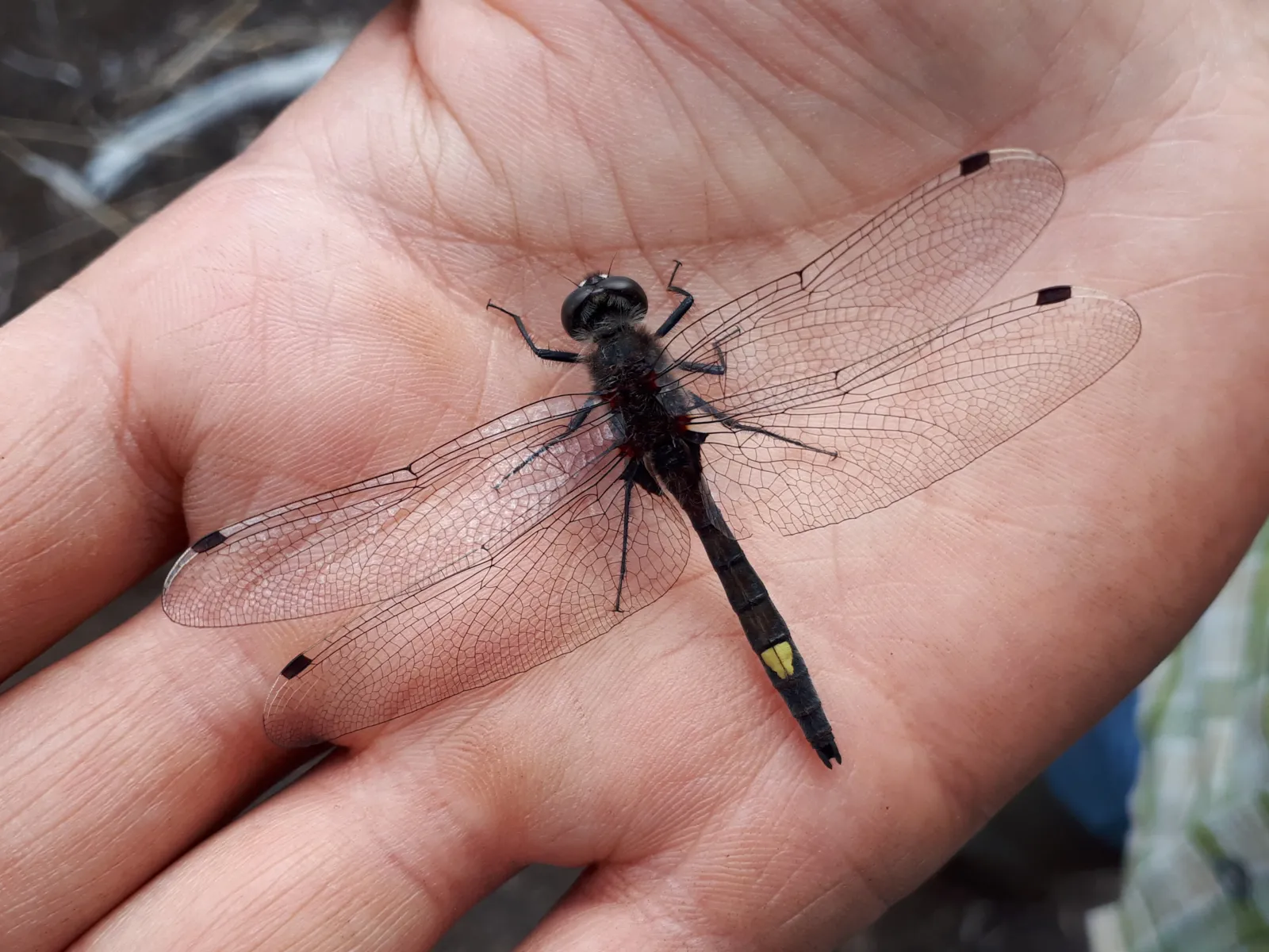 Libelle auf einer Hand