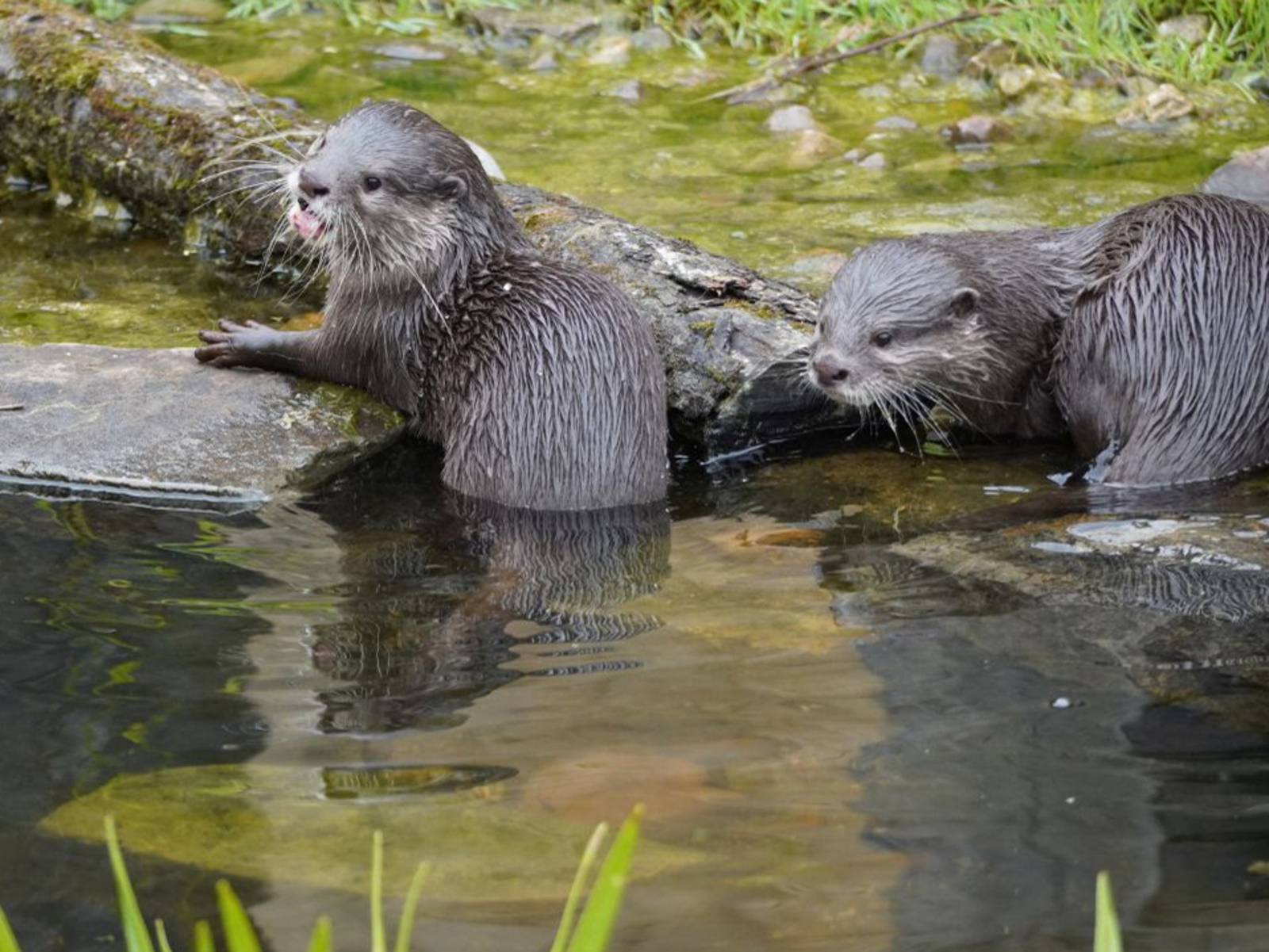 Zwei Otter in einem Teich.
