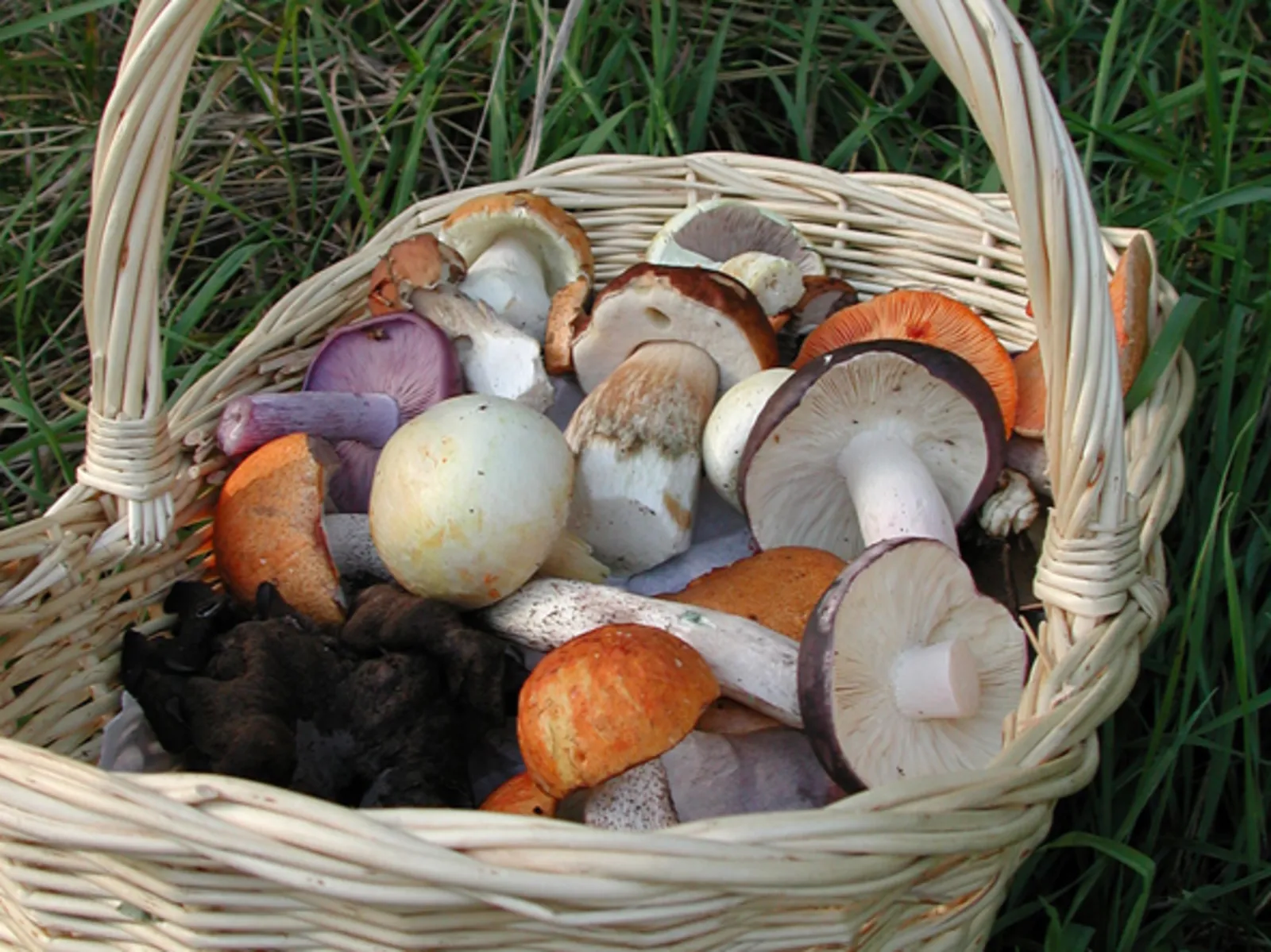 Pilze im Korb