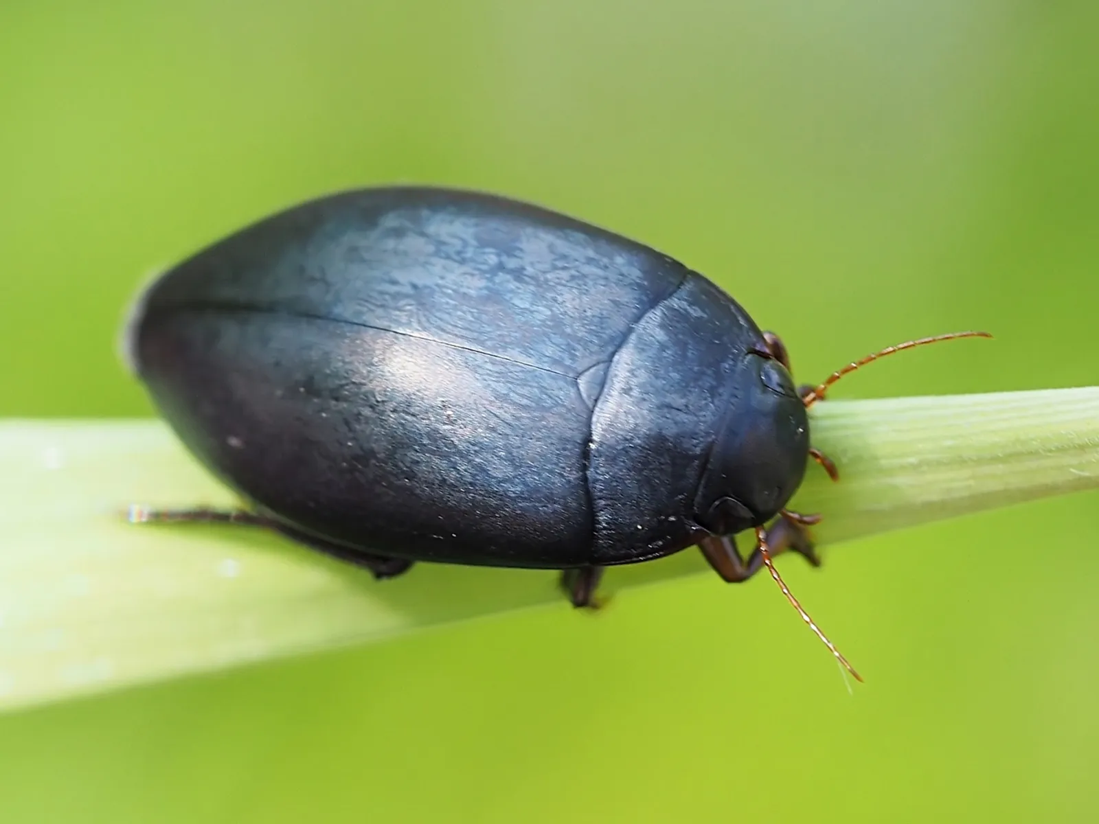 K&auml;fer an einem Halm