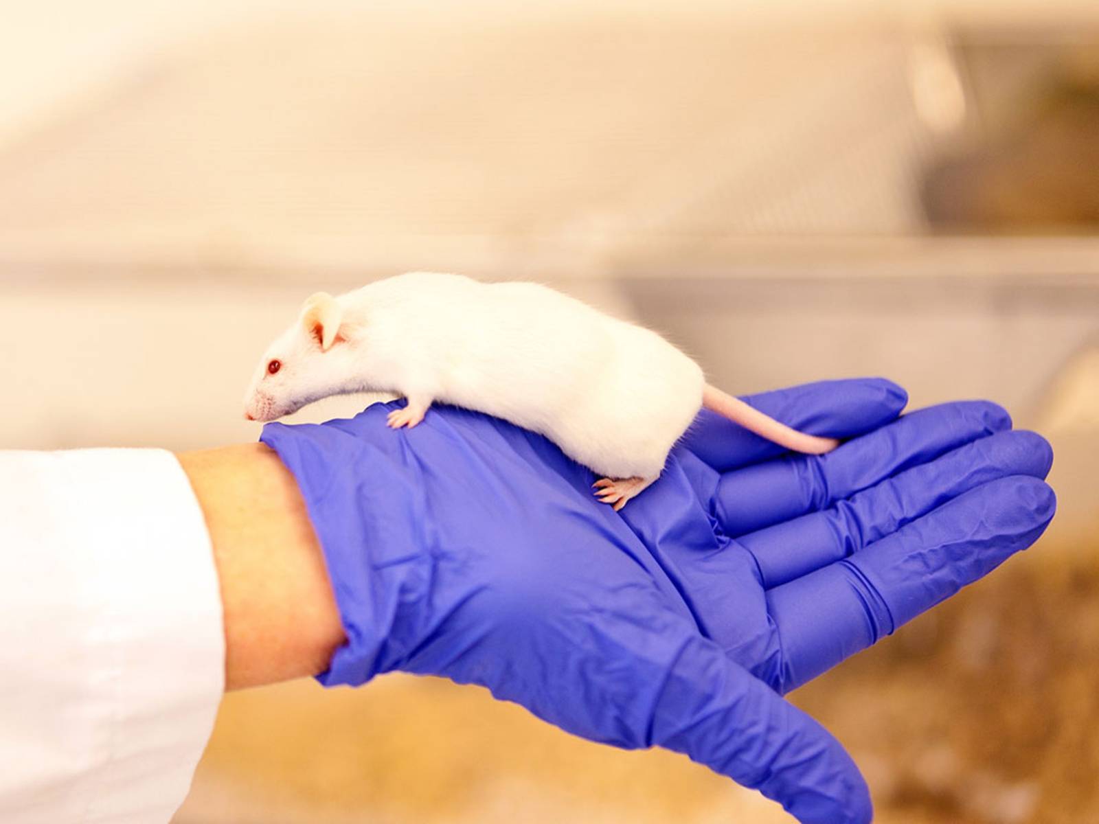 Weiße Ratte auf Hand mit Schutzhandshuh.