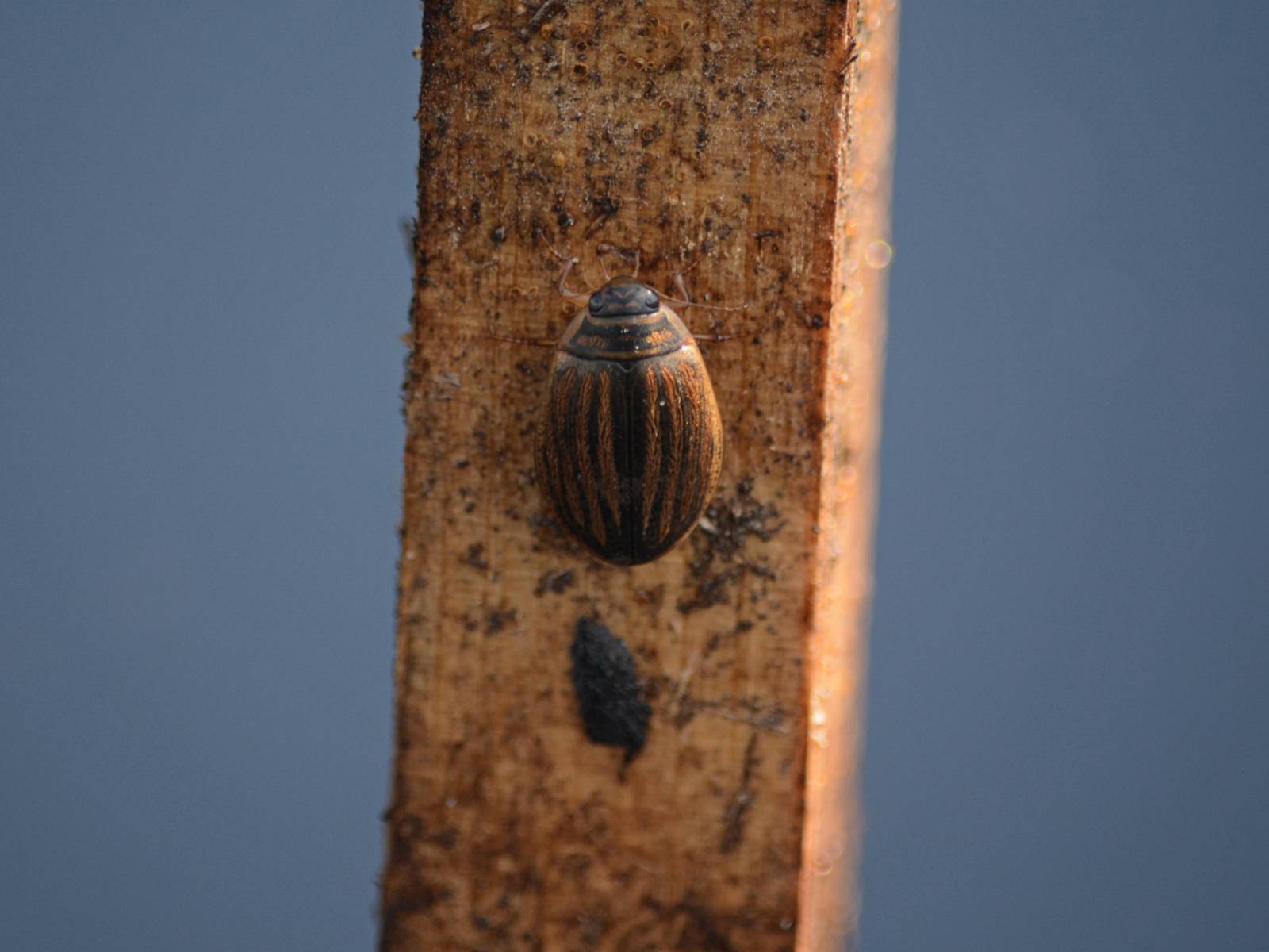 Ein Käfer auf einem Holzstab
