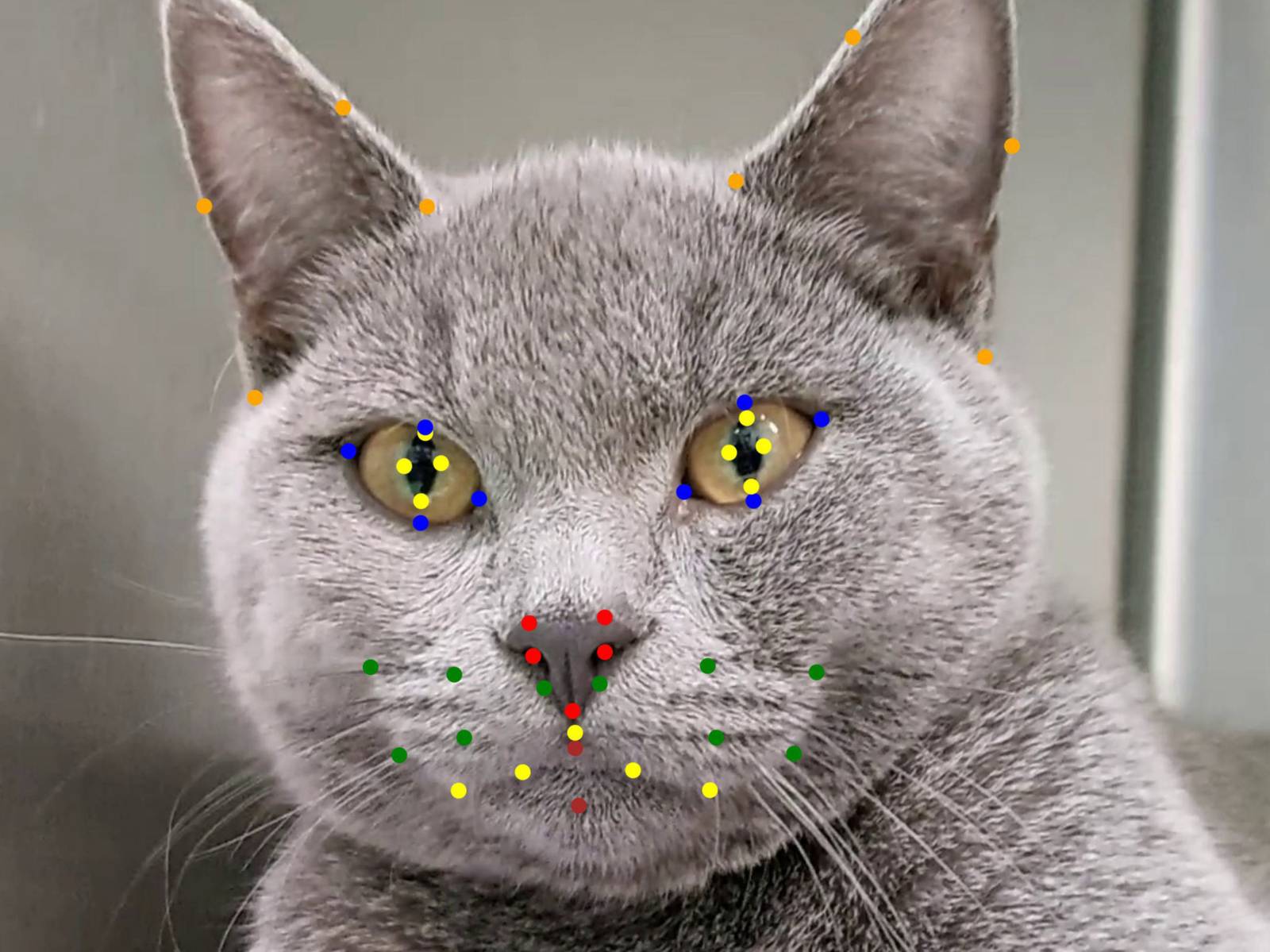 Eine Katze mit farbigen Punkten im Gesicht