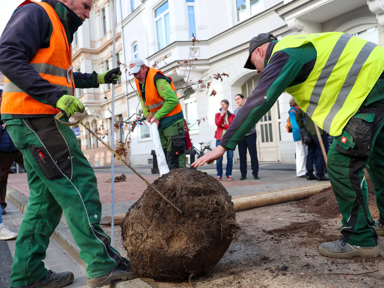 Drei Männer mit grünen Hosen und grellen Warnwesten stehen um einen großen Wurzelballen herum und bewegen diesen, im Hintergrund Fußweg, Hauswände und zwei zuschauende Menschen.