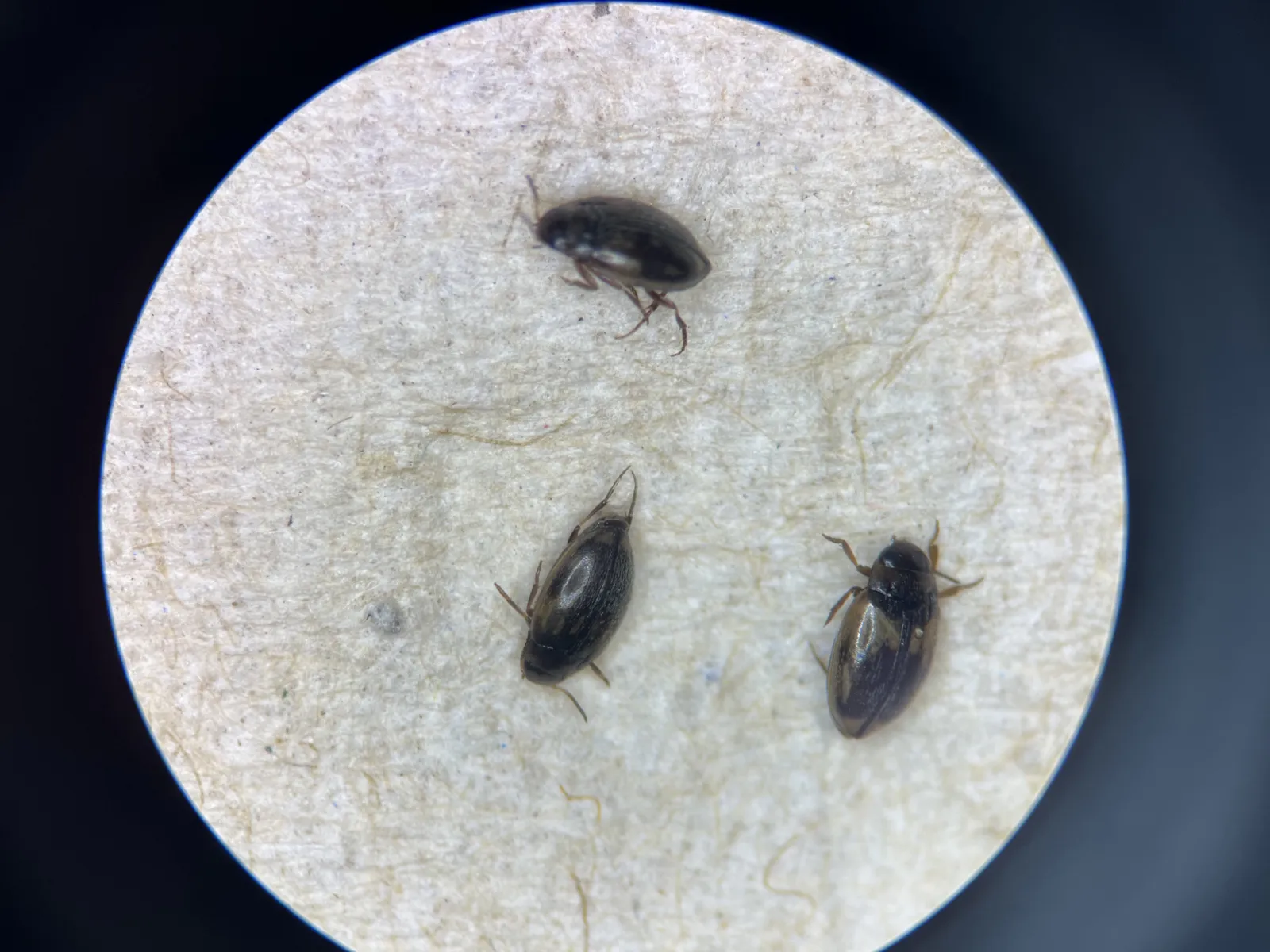 Wasserk&auml;fer durch ein Mikroskop betrachtet