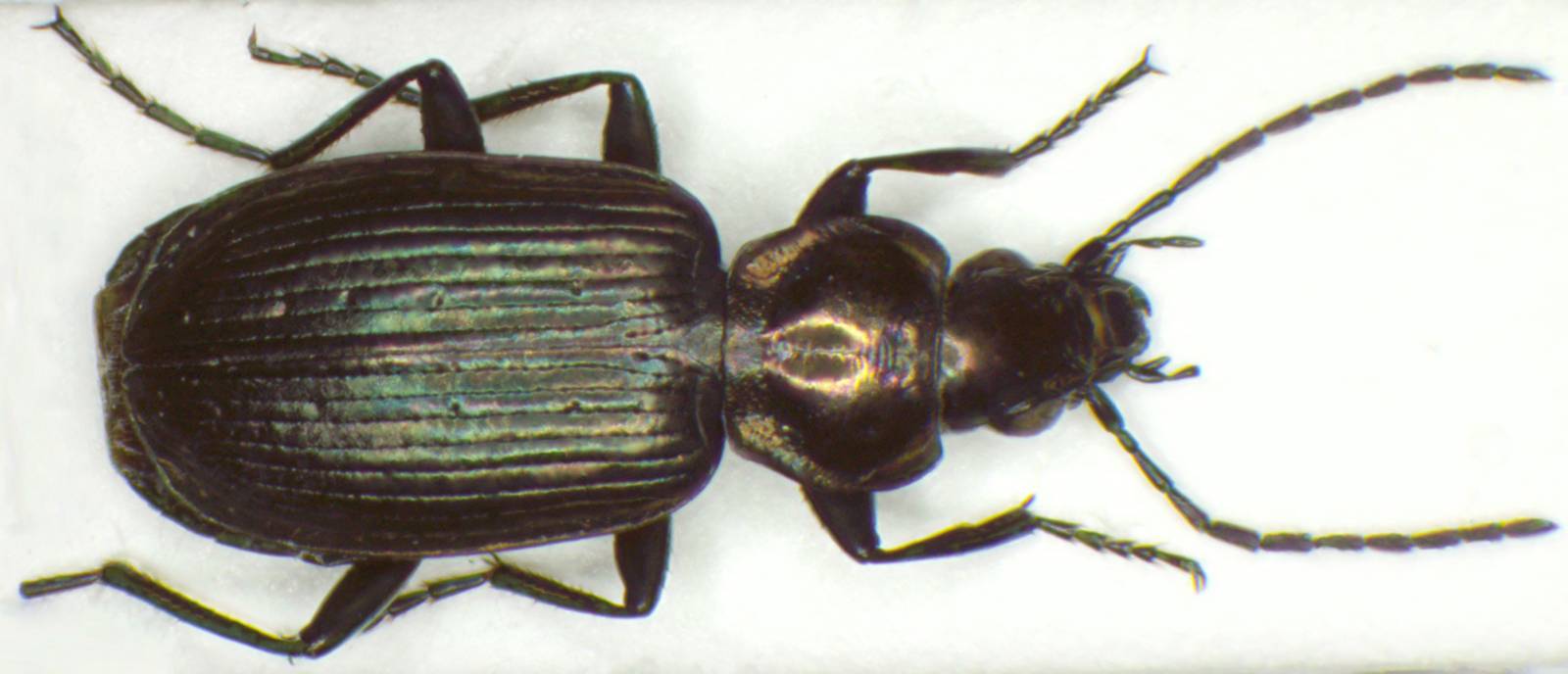 K&auml;fer