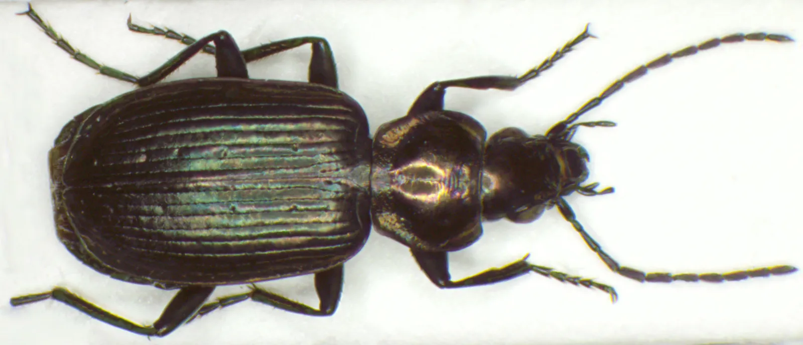 K&auml;fer