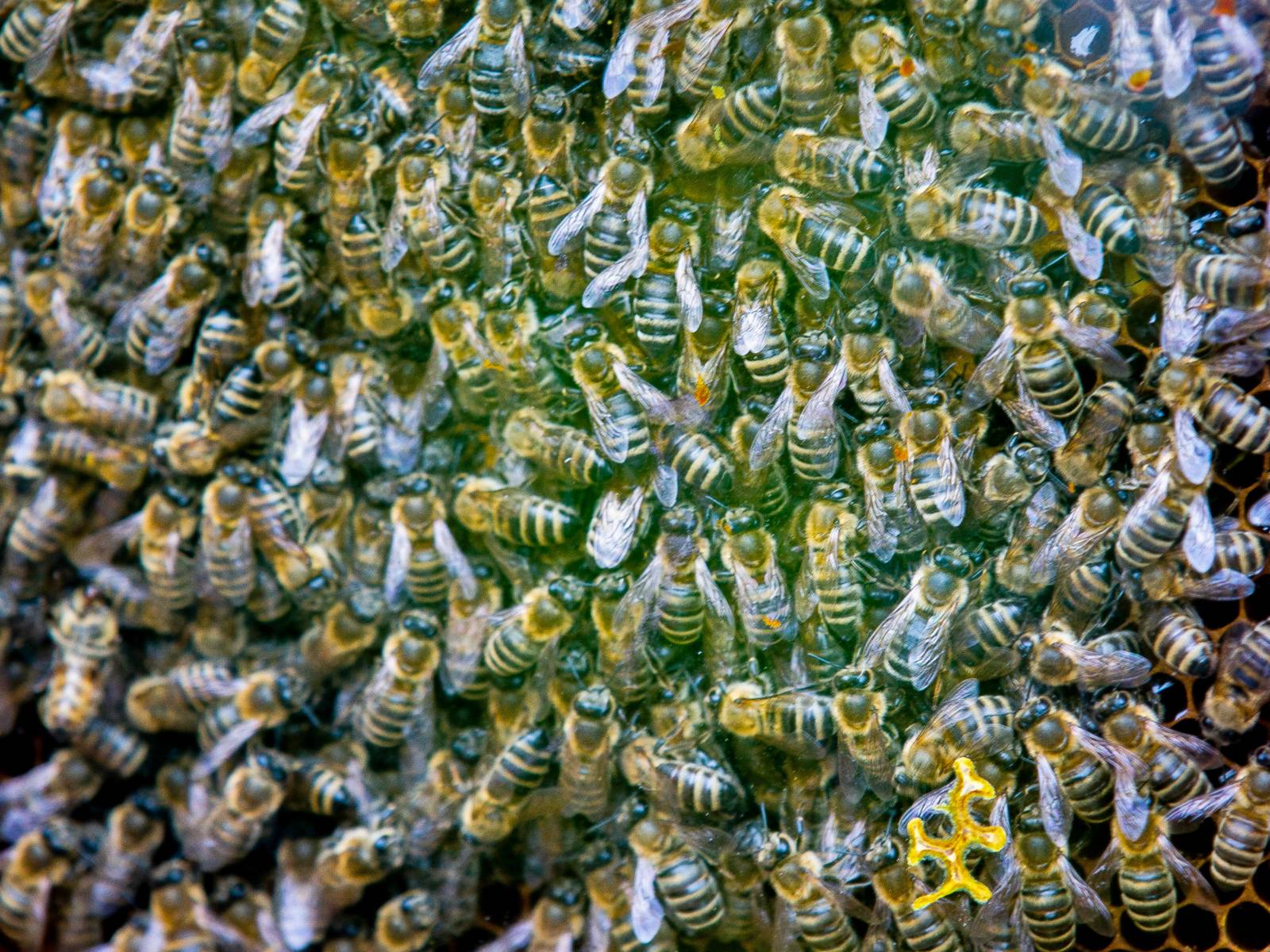 Bienen sind dicht an dicht auf einer Wabe.
