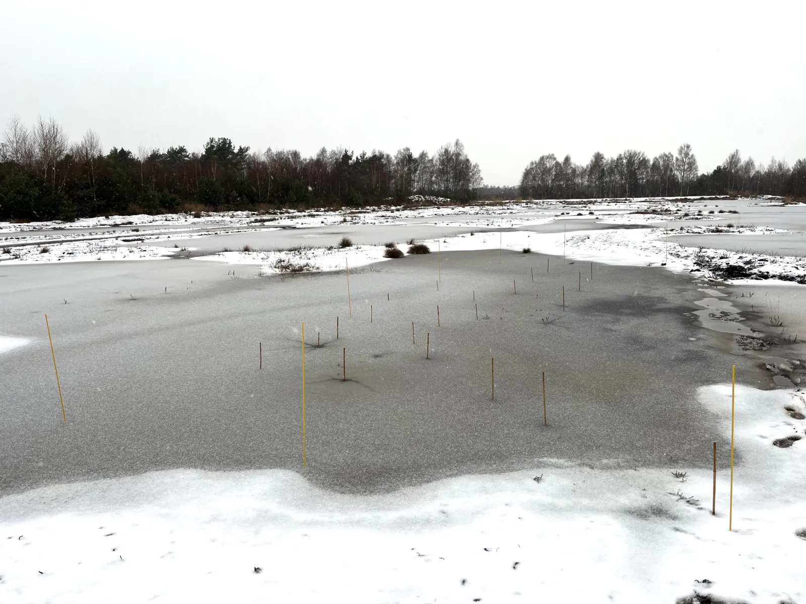 Eis und Schnee auf einer Moorfl&auml;che