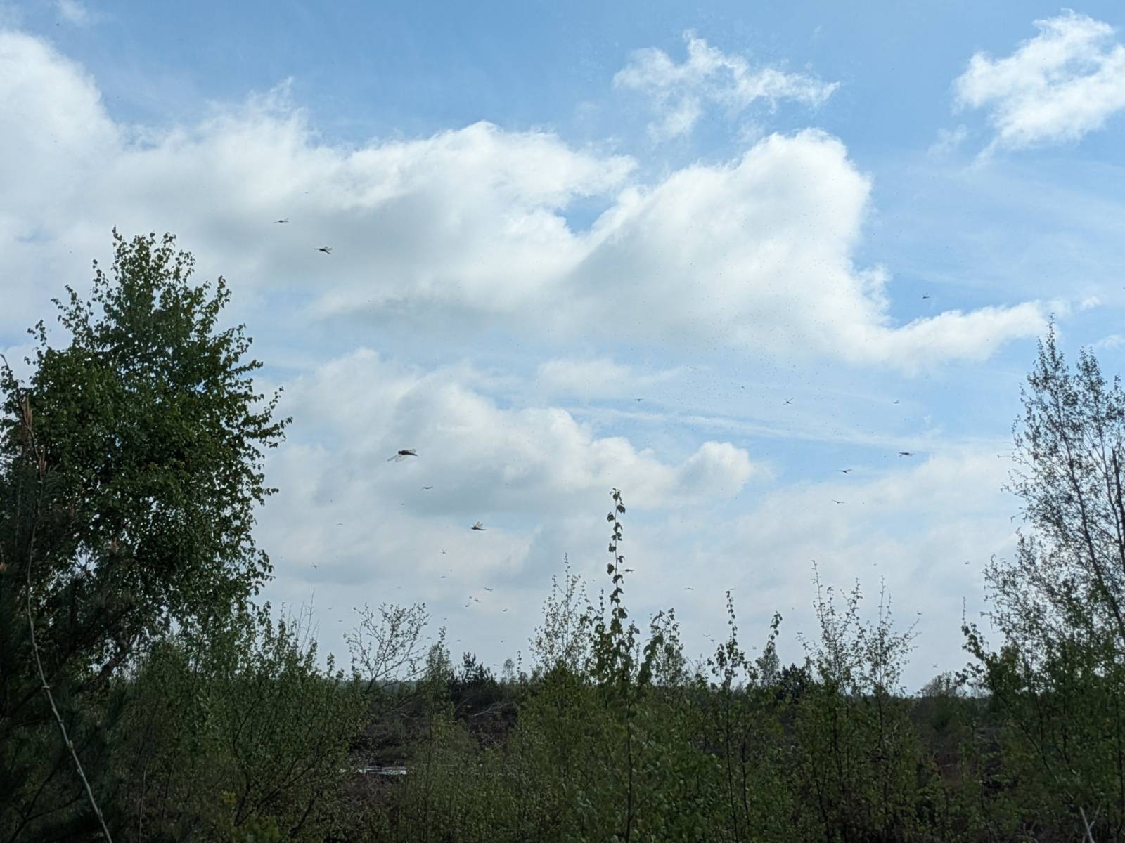 Landschaft mit fliegenden Insekten