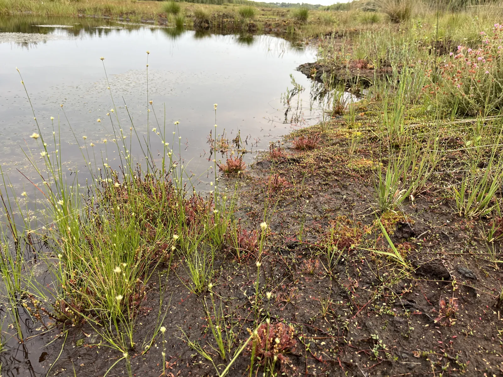 Moorlandschaft mit Wasser