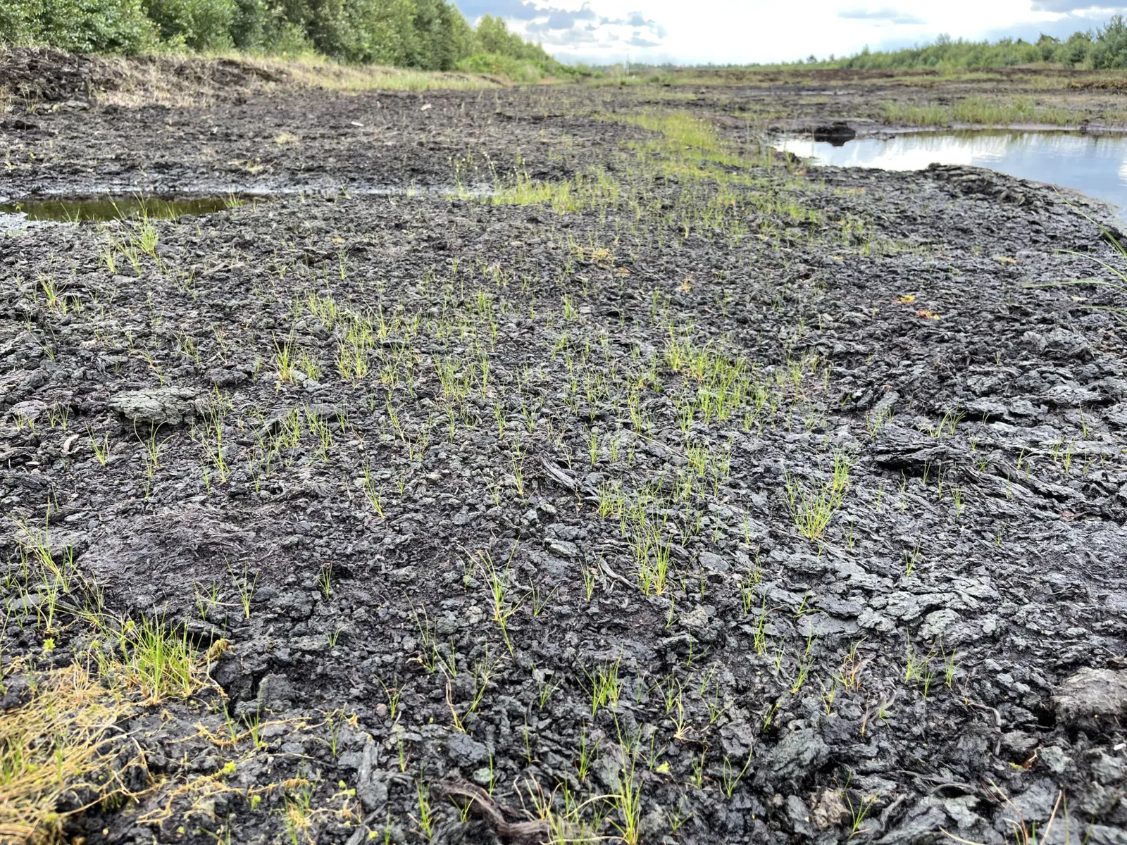 Trockene Moorlandschaft, ein paar T&uuml;mpel im Hintergrund, etwas Gr&uuml;n
