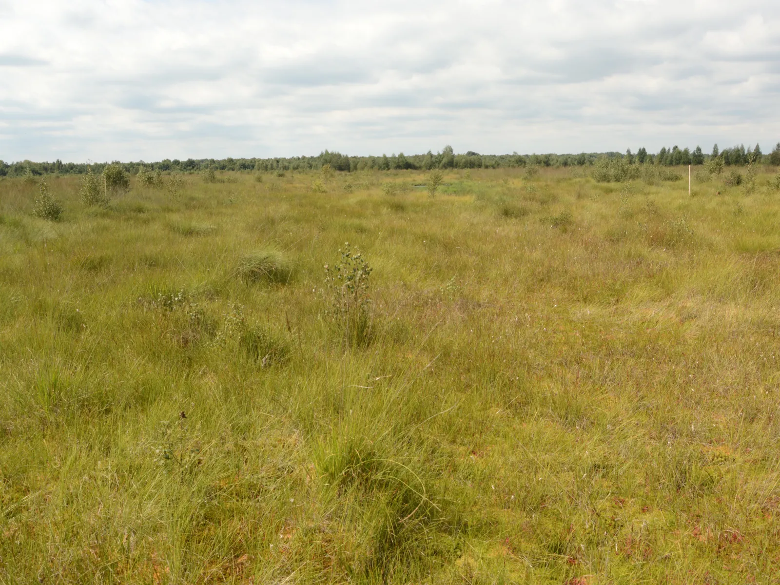 Moorlandschaft