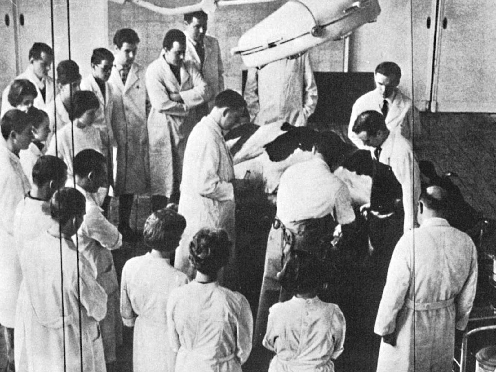 Schwarz-weiß-Aufnahme von Menschen in weißen Kitteln die auf eine liegende Kuh blicken.