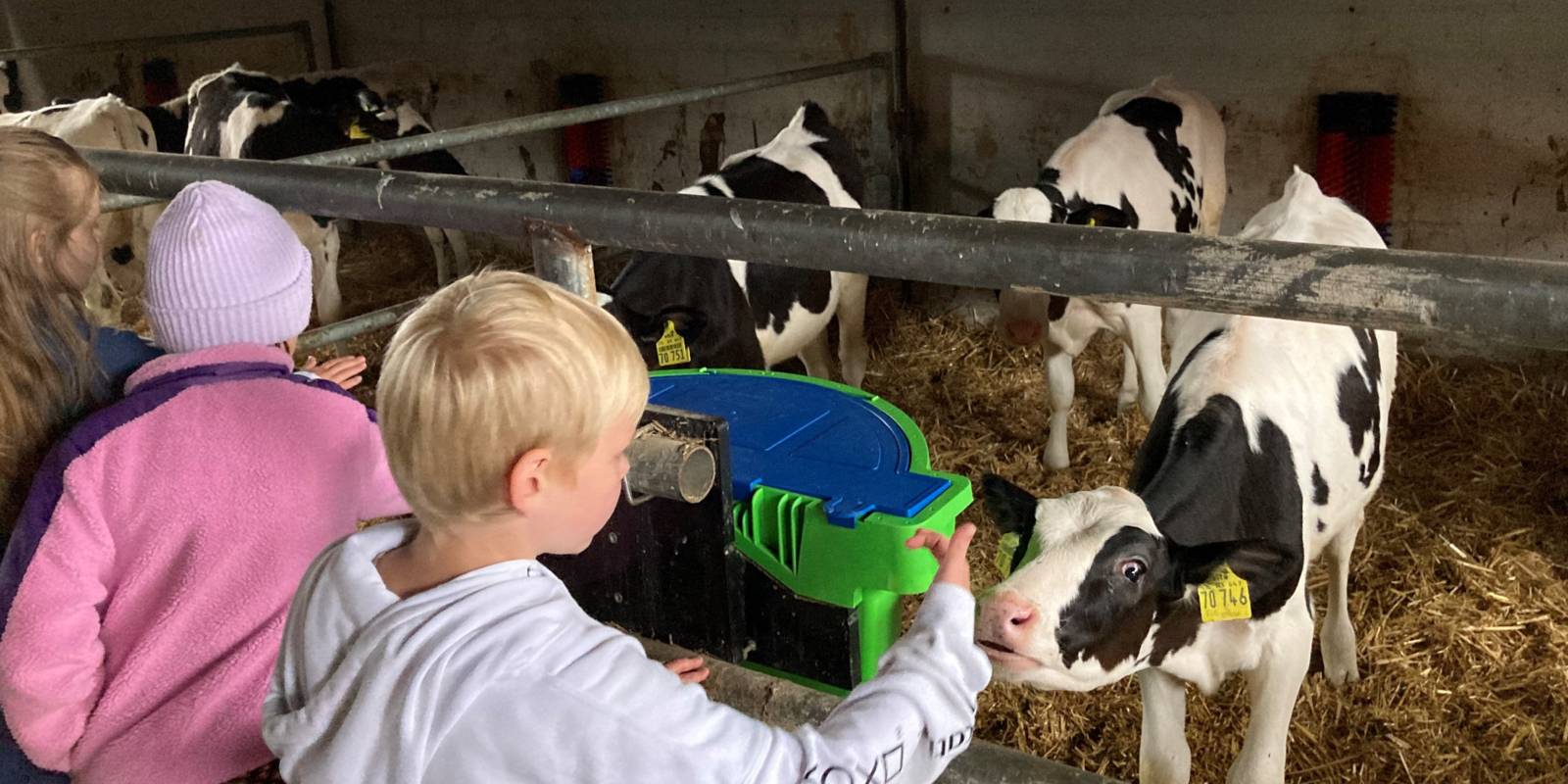 Kinder schauen in einem Stall auf Kälbchen.