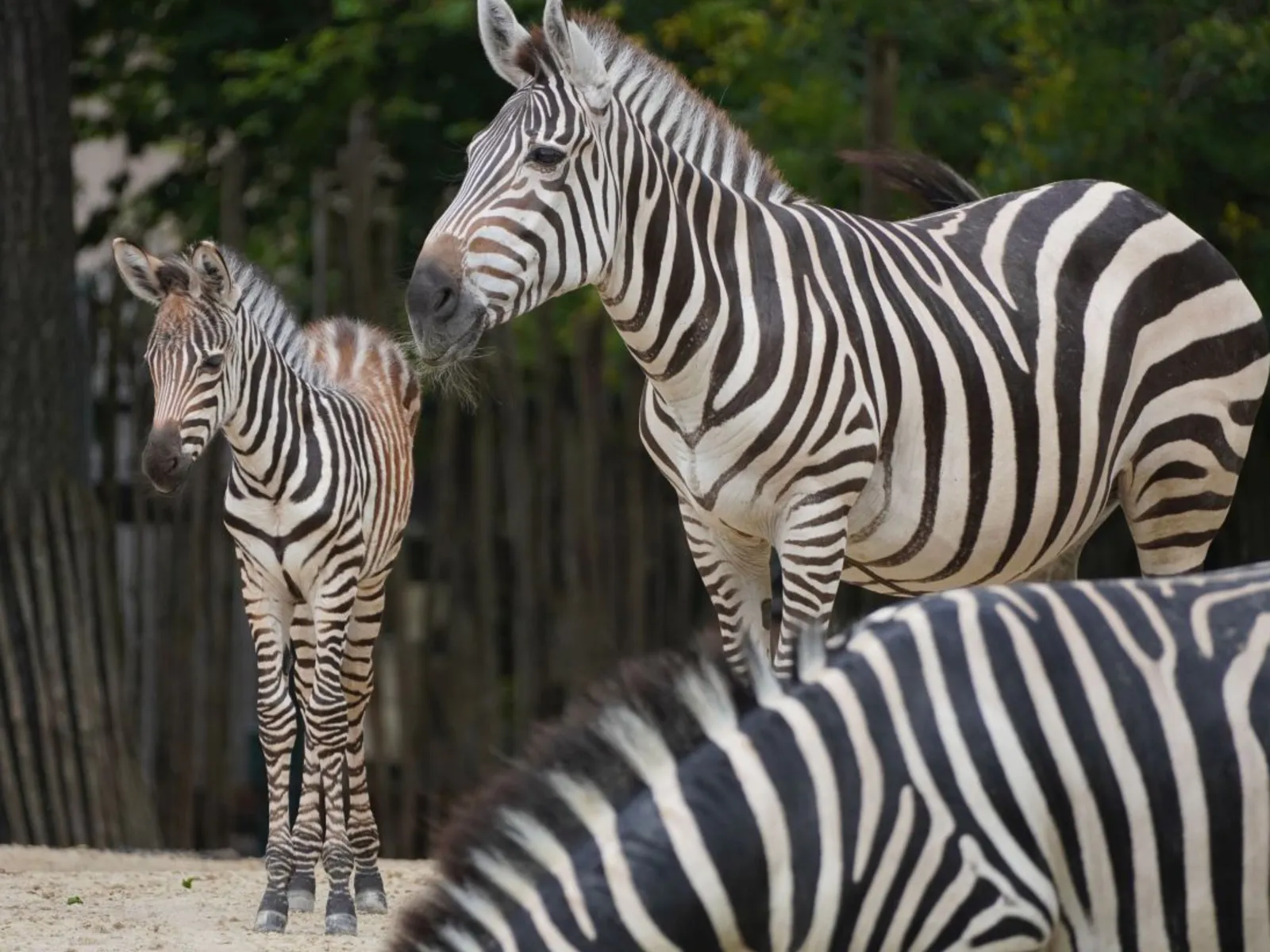Ein junges Zebra und seine Mutter im Zoo.