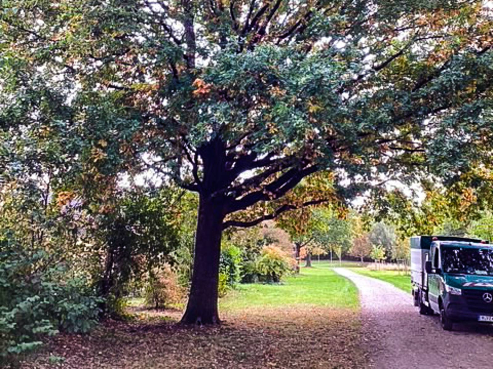 Ein Baum, daneben ein Fahrzeug.