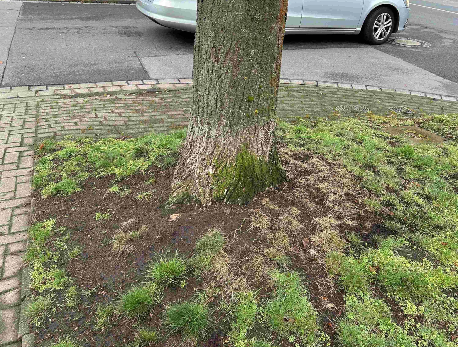 Ein beschädigter Baum in einem Wohngebiet.
