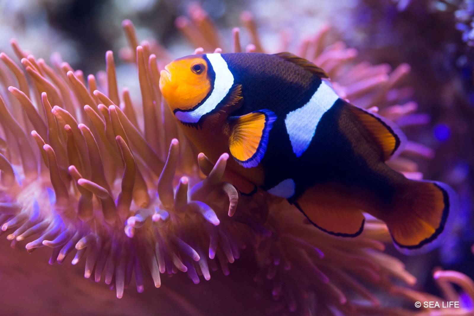 Im SEA LIFE warten faszinierende Unterwasserwelten