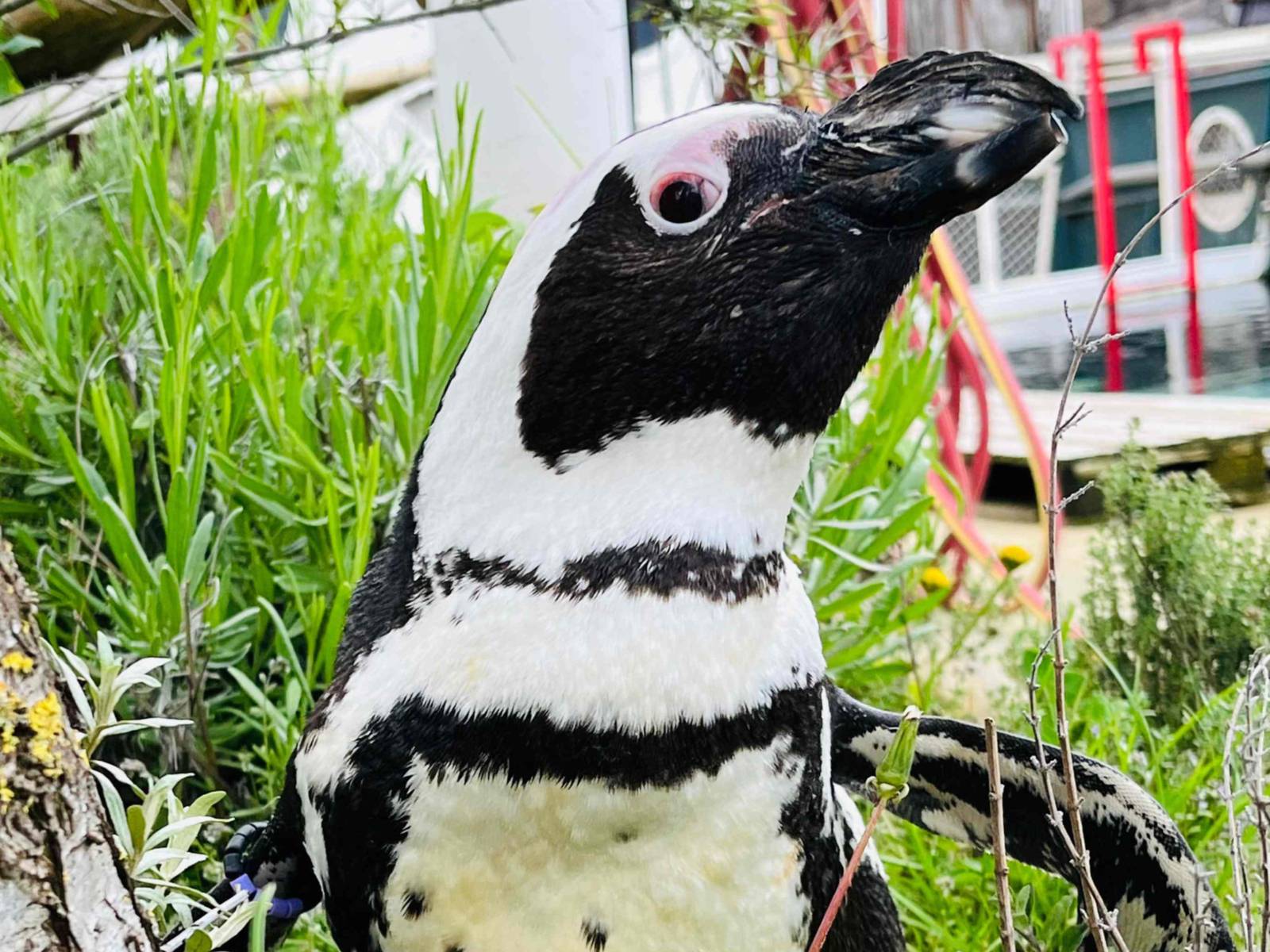 Ein Pinguin im Zoo.