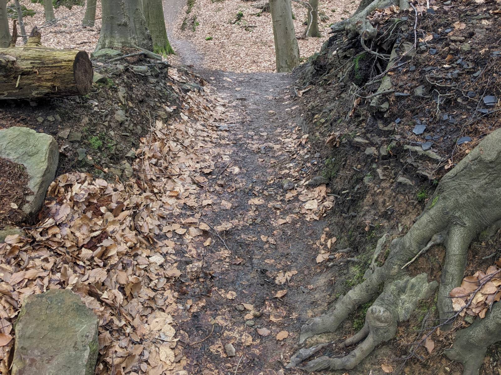 Wurzeln eines Baumes, ein großer Stein, dazwischen ein Trampelpfad