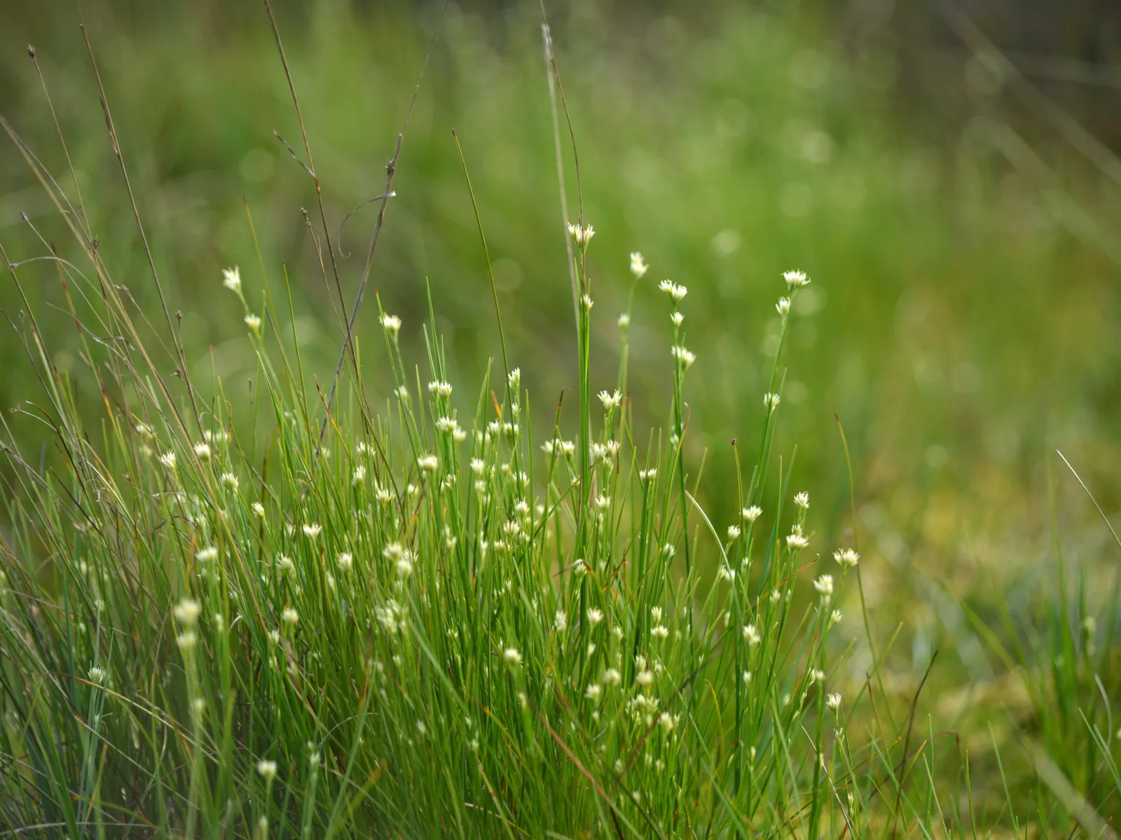 Gras