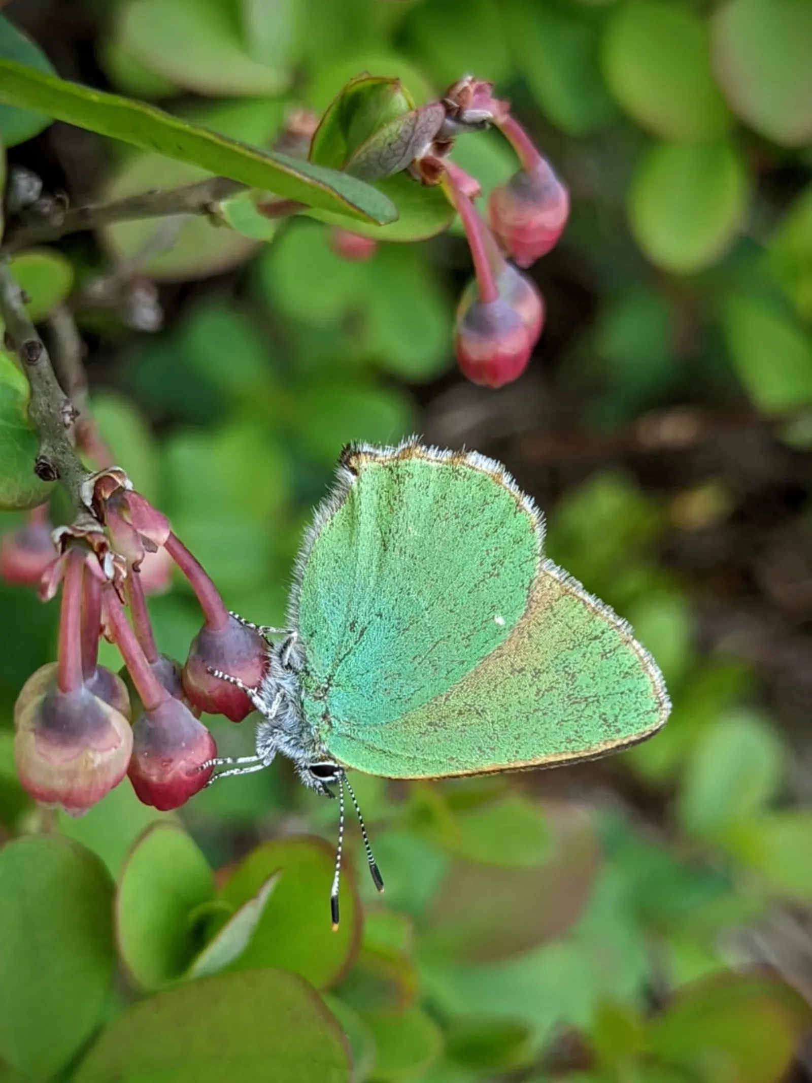 Schmetterling