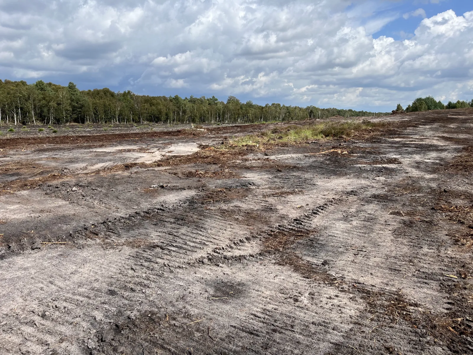 Sandlandschaft im Hintergrund Wald