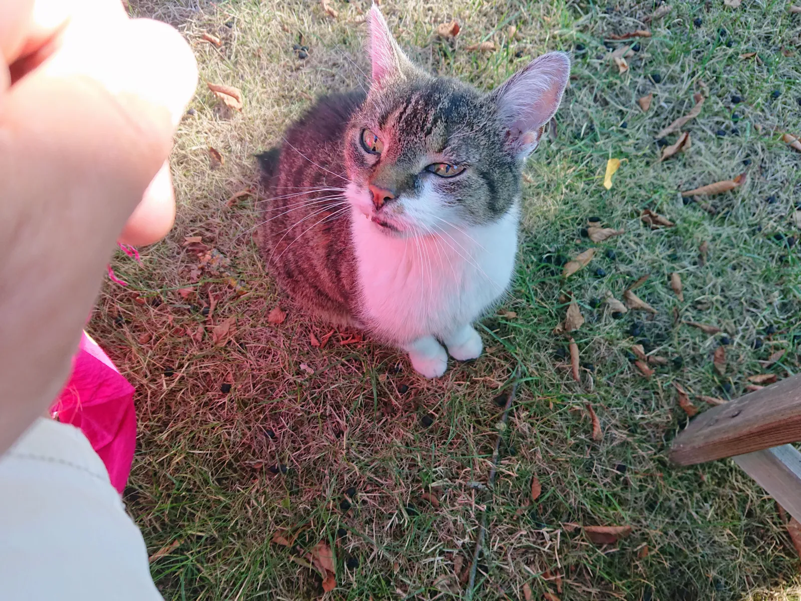 Katze