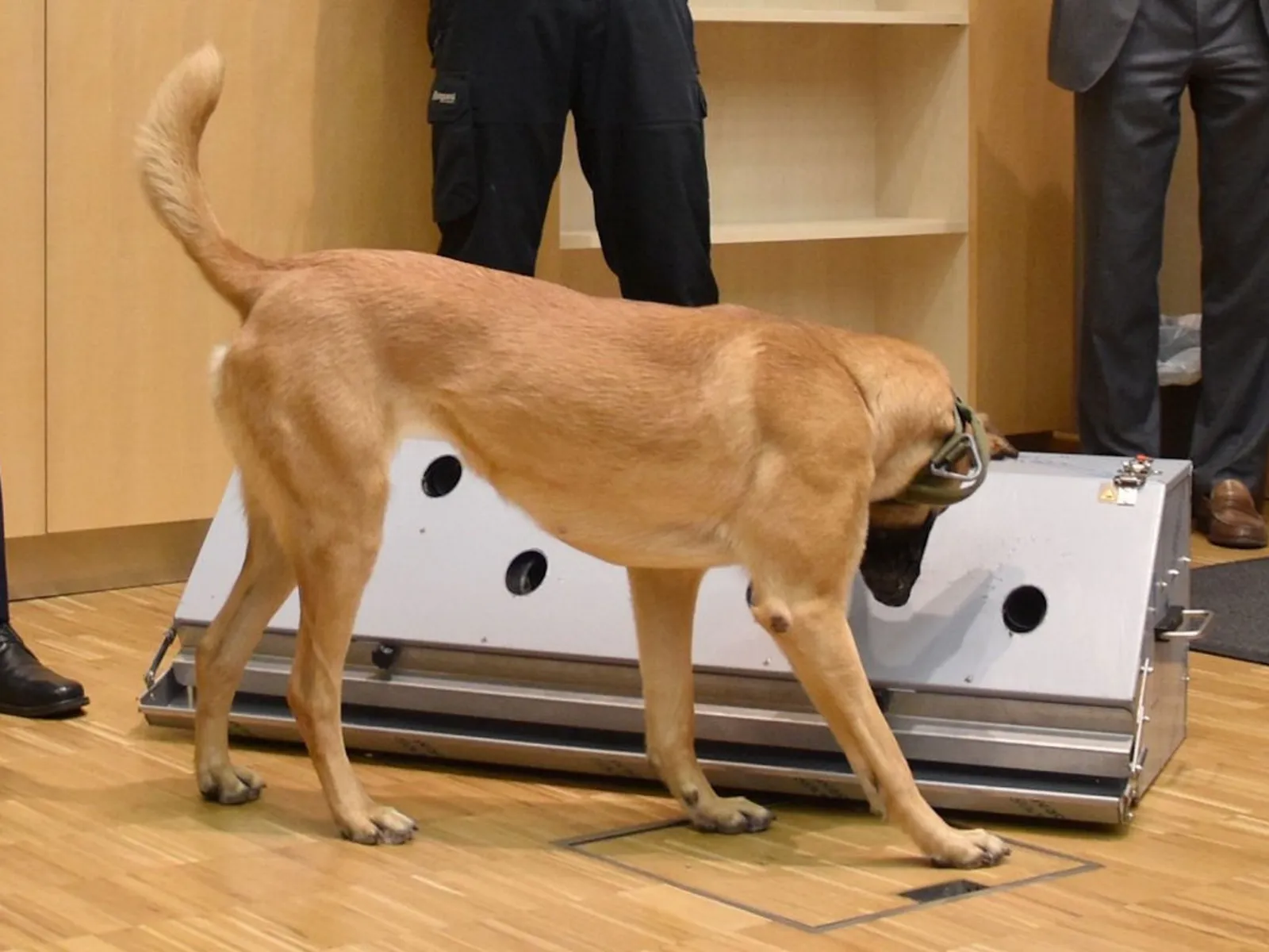 Ein Hund steht vor einem länglichen, silbergrauen Behälter.