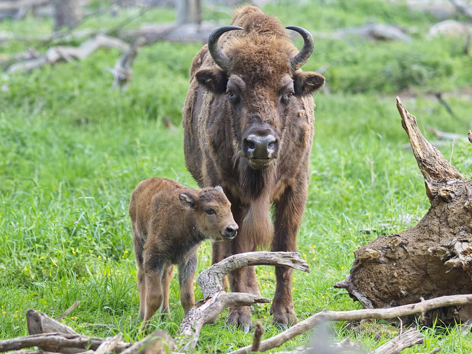 Wisentmuttertier mit einem Kalb