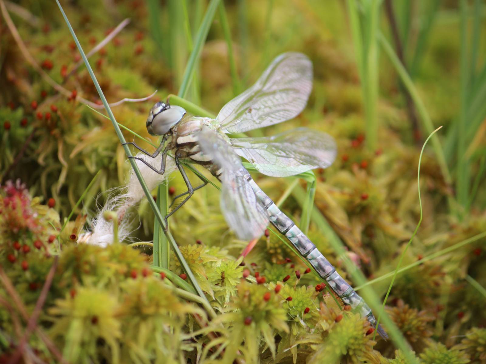 Libelle