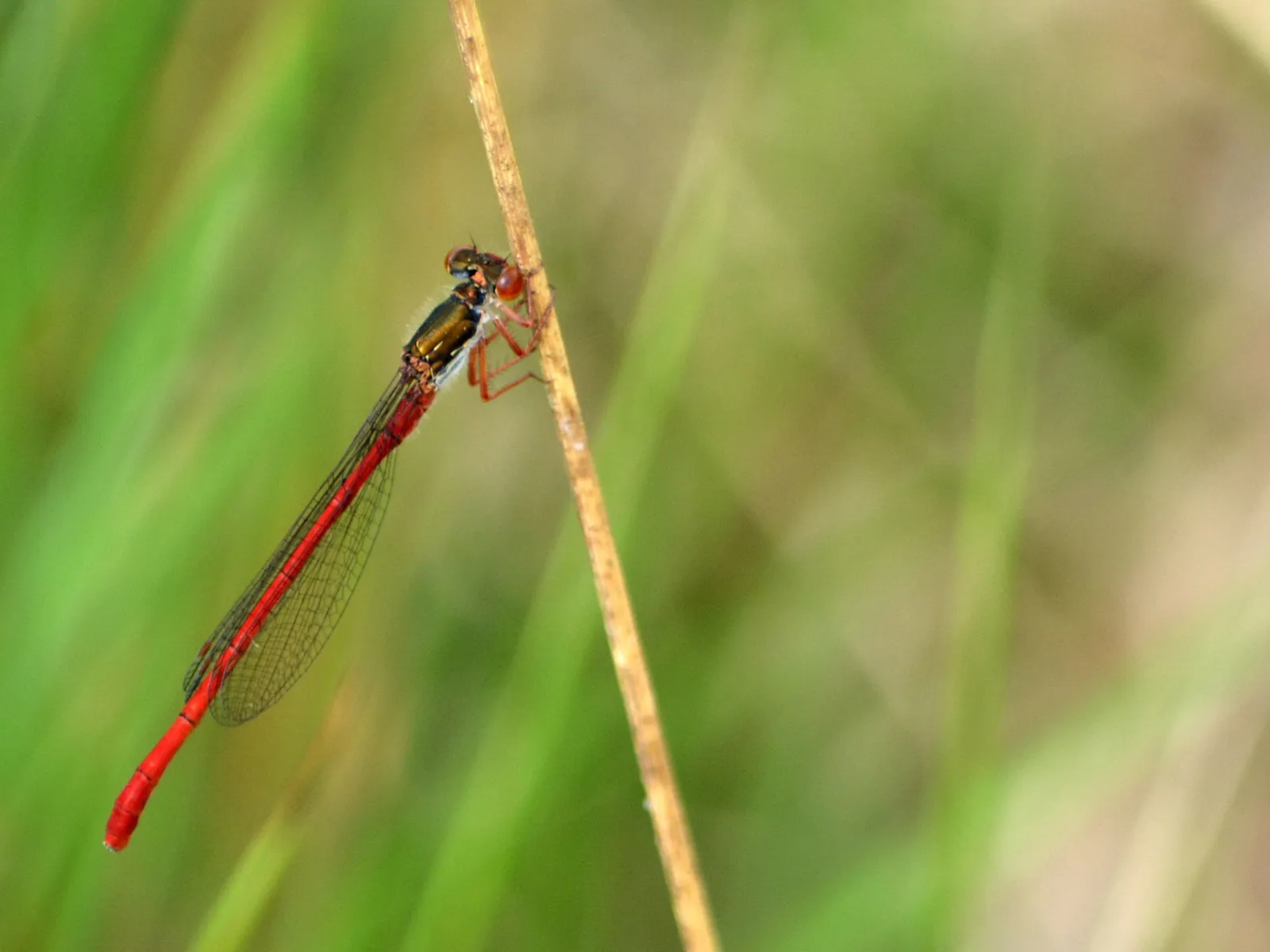 Rotfarbene Libelle