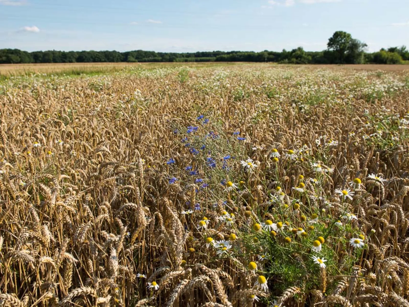 Ein Feld mit Wildkräutern.