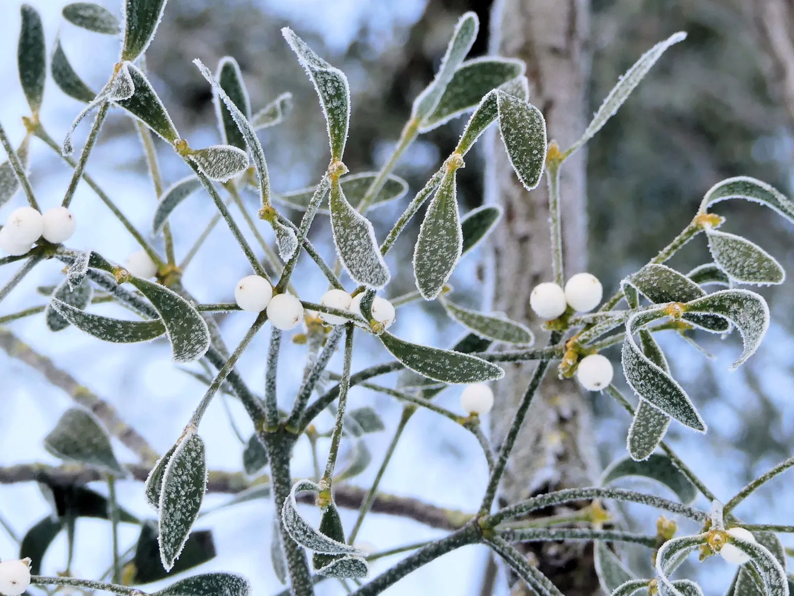 Mistel mit Raureif