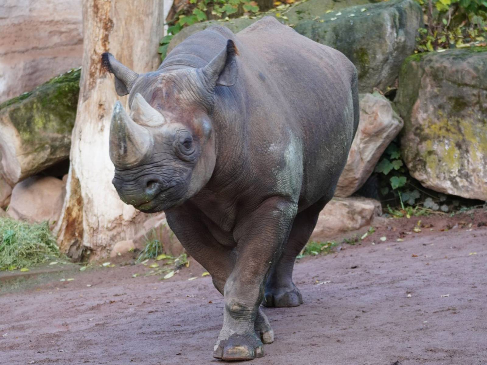 Ein Nashorn in seinem Gehege.