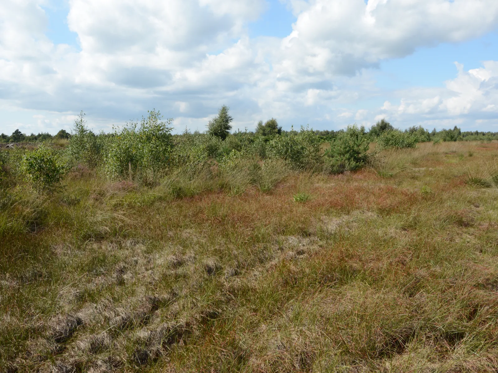 Moorlandschaft