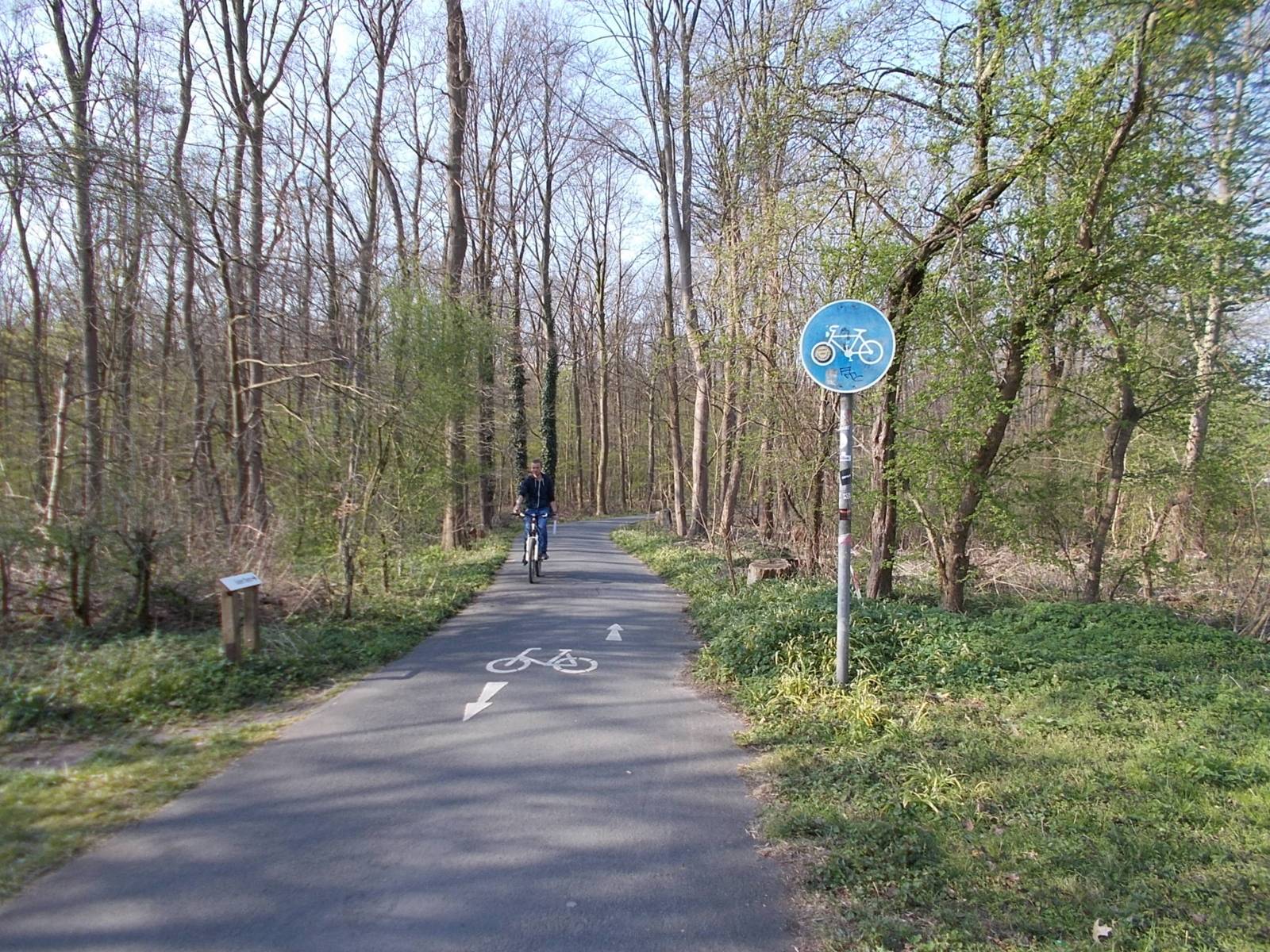 Ein Radweg der durch einen Wald verläuft. In der Bildmitte fährt ein Mann Fahrrad.
