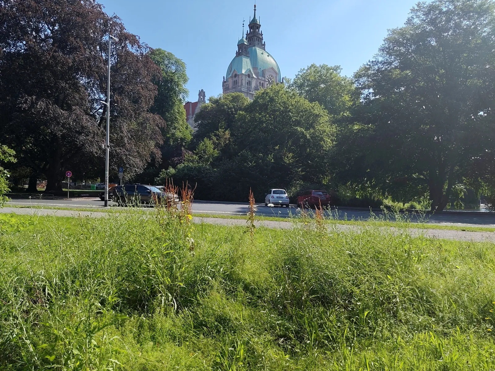 Blühfläche an der Culemannstraße: Auf 1.630 Quadratmetern entsteht ein wertvoller Lebensraum für Pflanzen und Insekten.