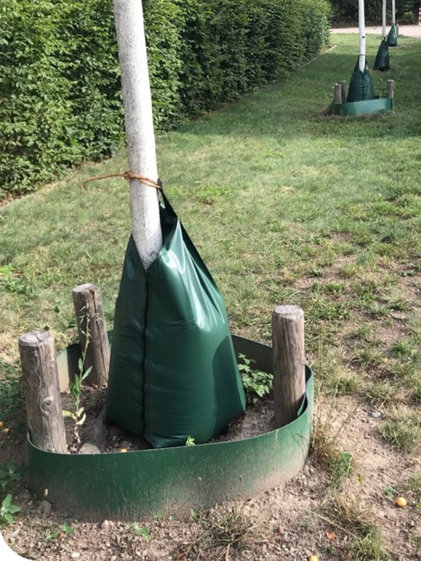 Grüner Kunststoffsack, der um einen Baumstamm gebunden ist und ein grüner Kunststoffring, der mittels dreier Holzpflöcke am Boden um den Stamm gespannt ist, um das Abfliessen des Wassers zu verhindern.