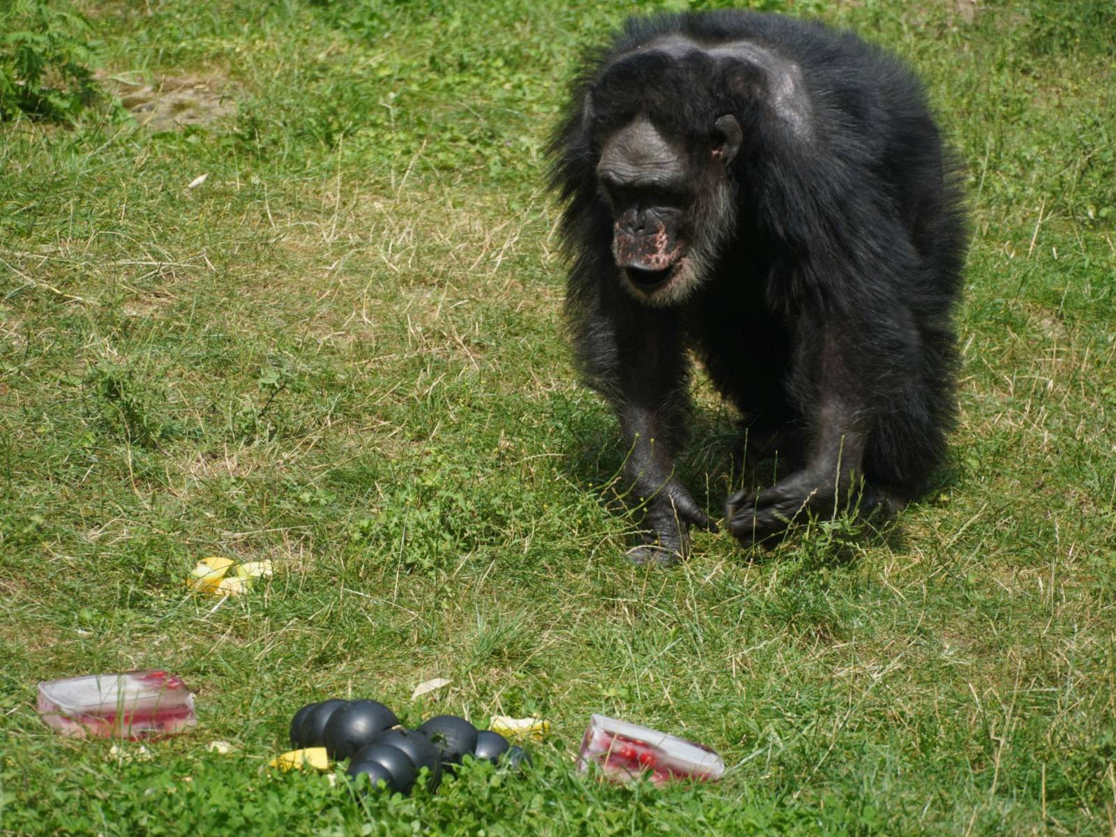 Schimpanse im Zoo mit Spielzeug und Sorbet vor sich.