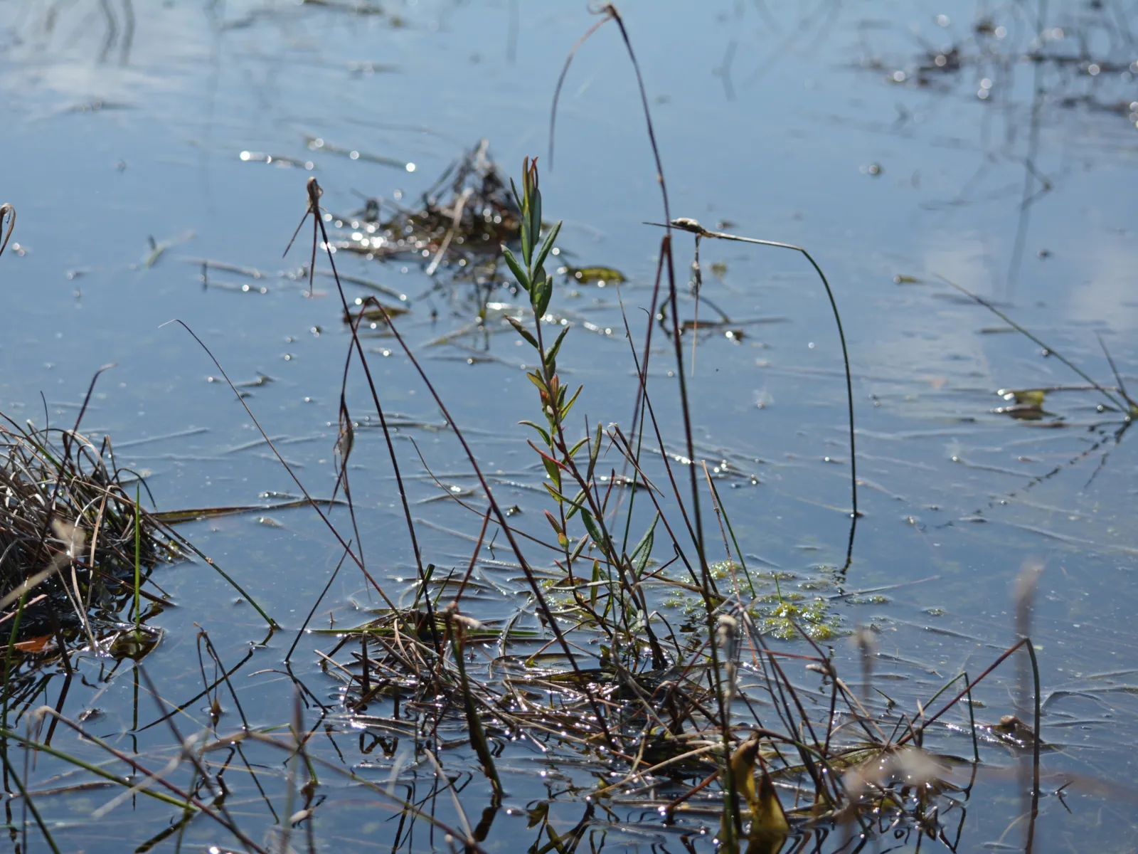 Rosmarienheidepflanze im Wasser